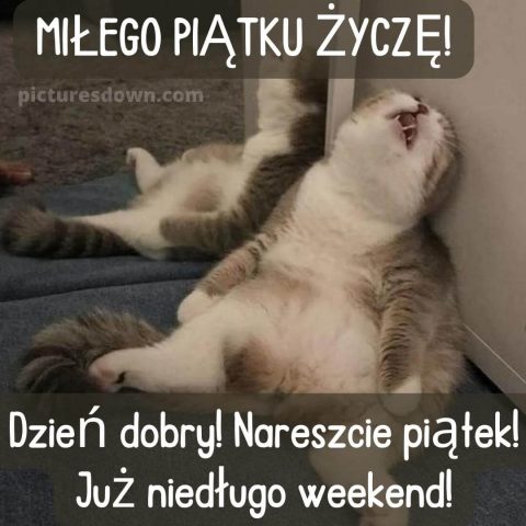 Kartka miłego piątku śmieszne zmęczony kot do pobrania za darmo