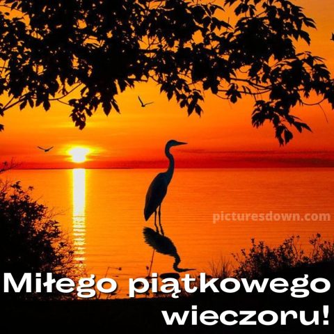 Kartka miłego wieczoru piątku i dobrej nocy pelikan do pobrania za darmo