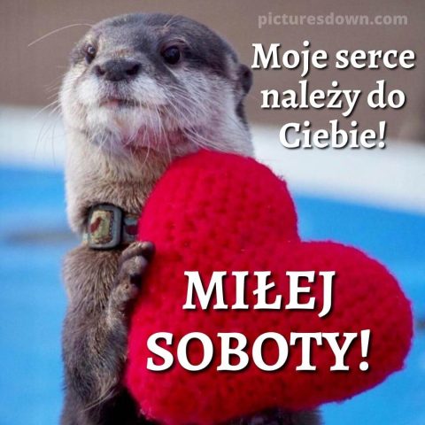 Kartka miłosne kocham cie na sobotę świstak za darmo