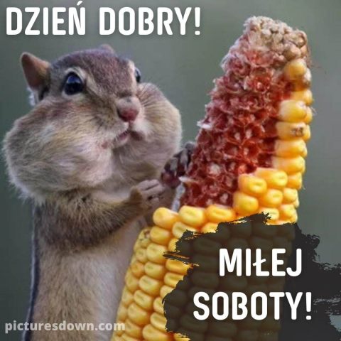 Miłej soboty śmieszne obrazek chomik i kukurydza za darmo