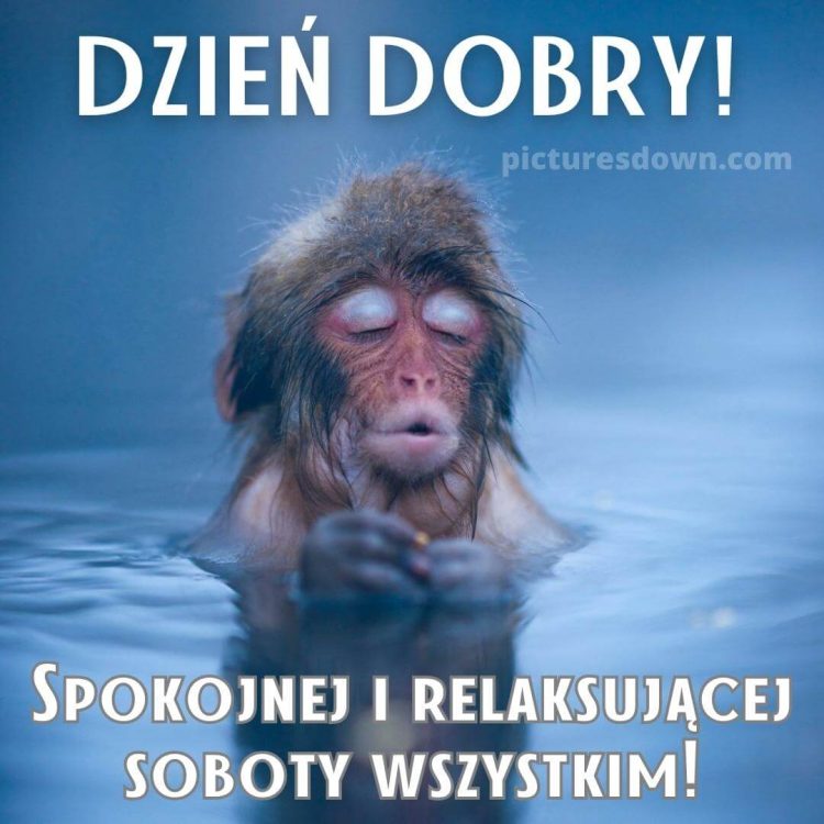 Miłej soboty śmieszne obrazek małpa w wodzie za darmo