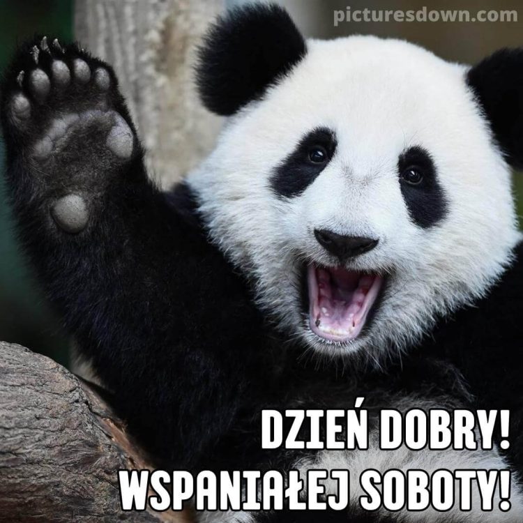 Miłej soboty śmieszne obrazek panda za darmo