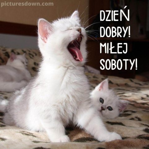 Miłej soboty śmieszne obrazek dwa koty za darmo