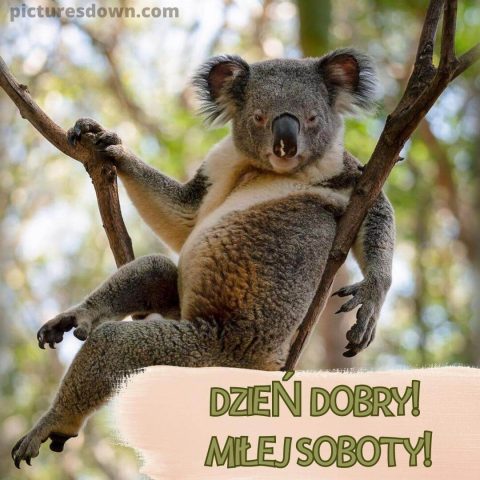 Miłej soboty na wesoło kartka koala za darmo