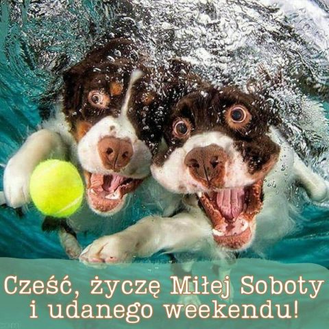 Miłej soboty śmieszne kartka psy w wodzie za darmo