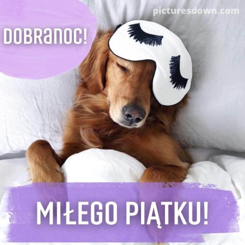 Kartka na dobranoc na piątek pies w masce do spania do pobrania za darmo
