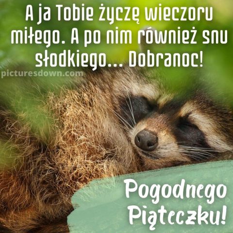 Kartka na dobranoc na piątek szop pracz do pobrania za darmo