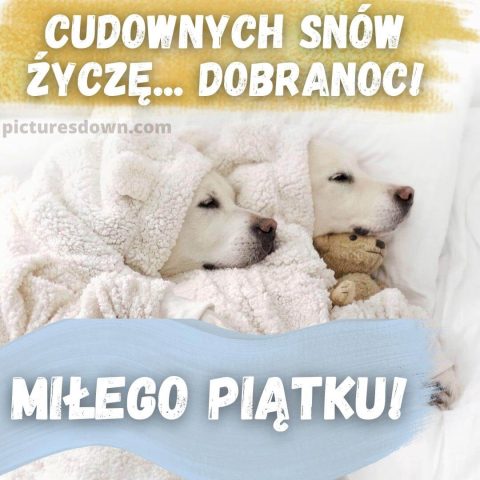 Kartka na dobranoc na piątek dwa psy do pobrania za darmo