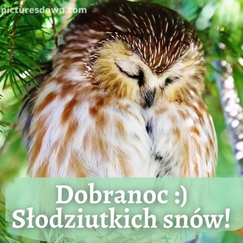 Kartka na dobranoc na piątek sowa do pobrania za darmo