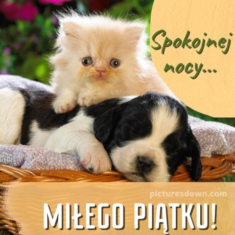 Kartka na dobranoc na piątek pies i kot do pobrania za darmo