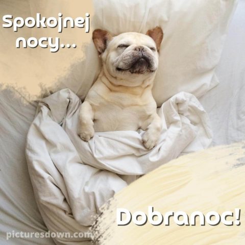 Obrazek spokojnej nocy w piątek pies w łóżku do pobrania za darmo