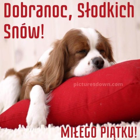 Obrazek spokojnej nocy w piątek pies do pobrania za darmo