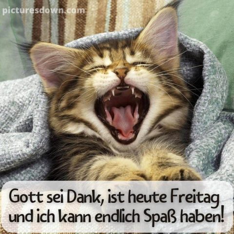 Lustig schönen freitag bild Der Kater kostenlos