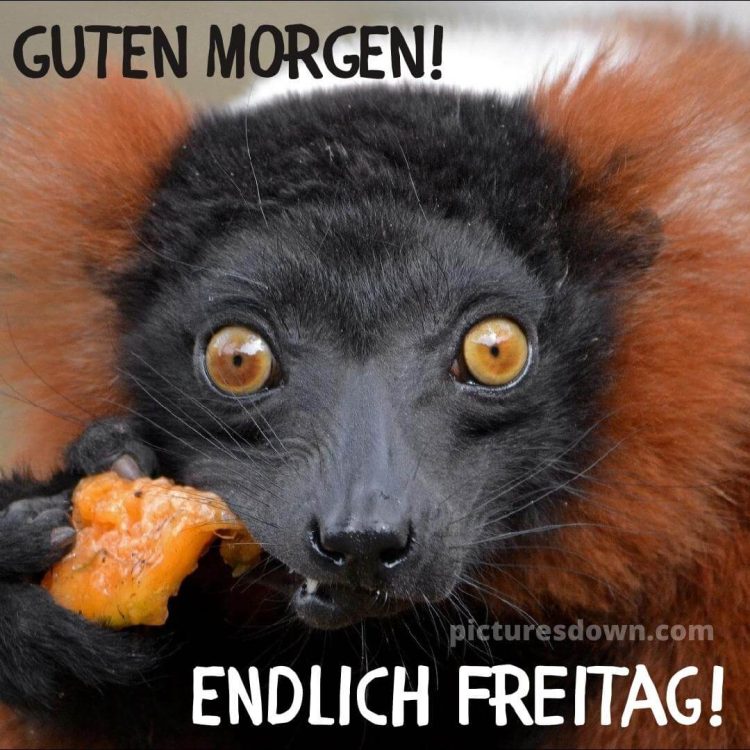 Freitag lustige bild Roter Lemur kostenlos
