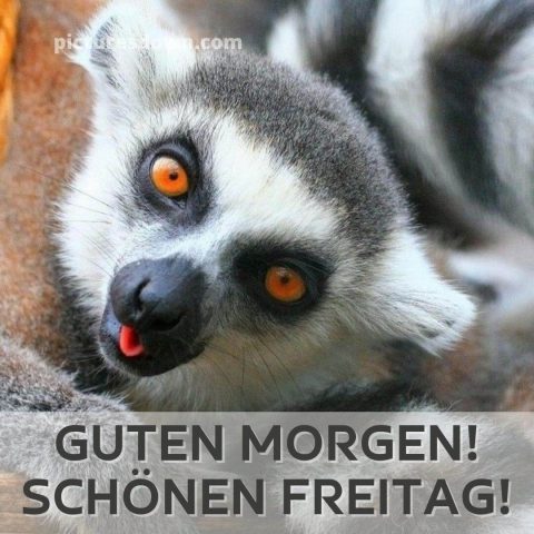 Freitag lustige bild Lemur kostenlos