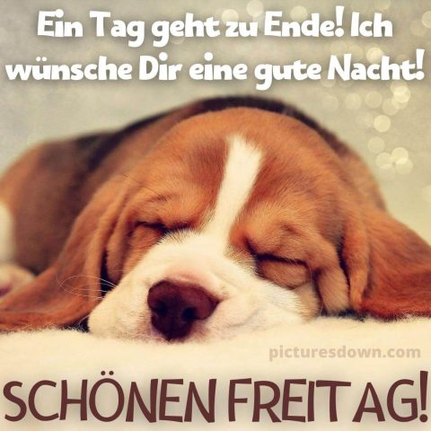 Schönen freitag abend und später eine gute nacht bild Hund kostenlos