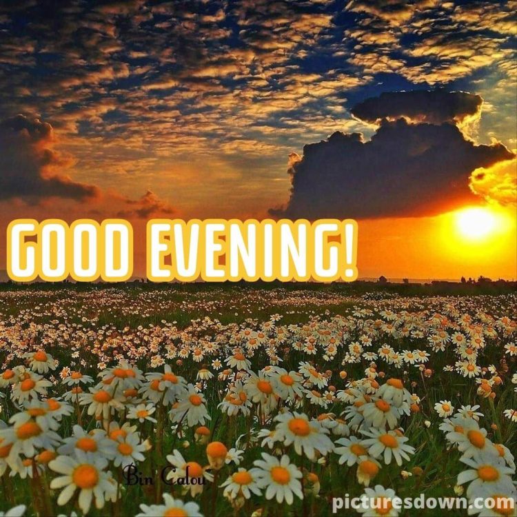 Good evening monday image chamomile free download