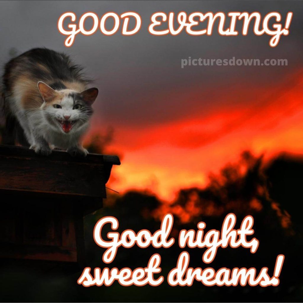 Good night monday image angry cat free - picturesdown.com