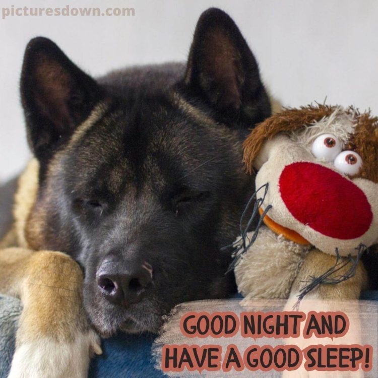 Good night monday image dog free download
