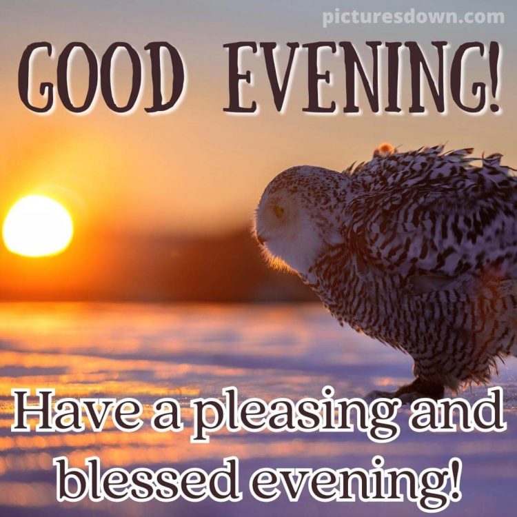 Good evening monday image owl free download
