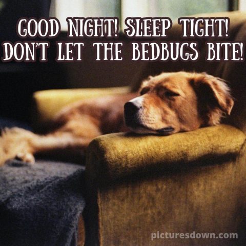 Good night monday image sleeping dog free download