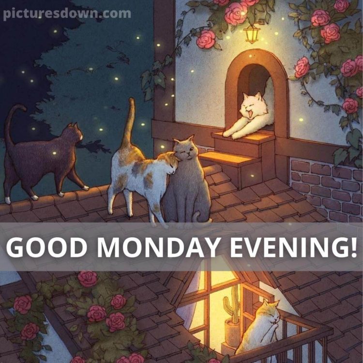 Good evening monday image cats free download