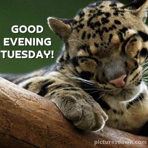 Good evening tuesday image panther free download