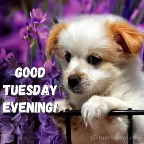 Good evening tuesday image dog free download