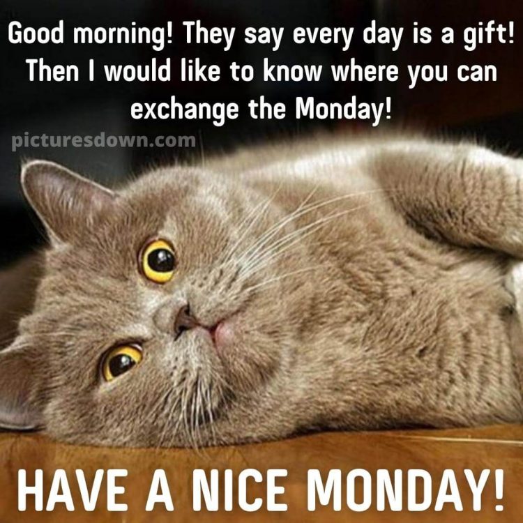 Good morning monday funny image cute cat free download