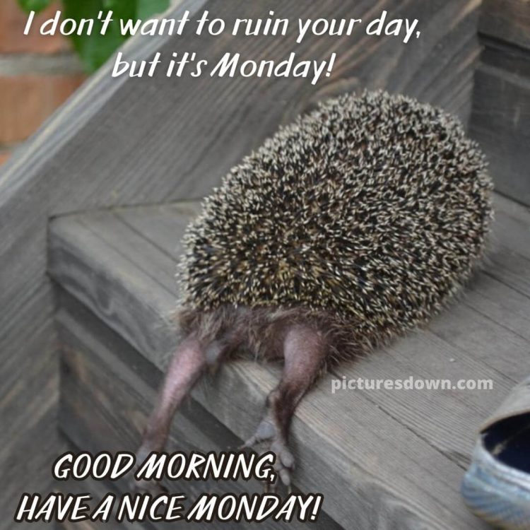 Good morning monday funny picture hedgehog free download