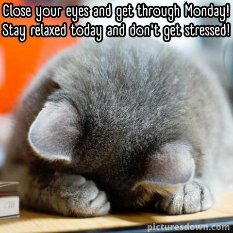 Good morning monday funny picture cat free download