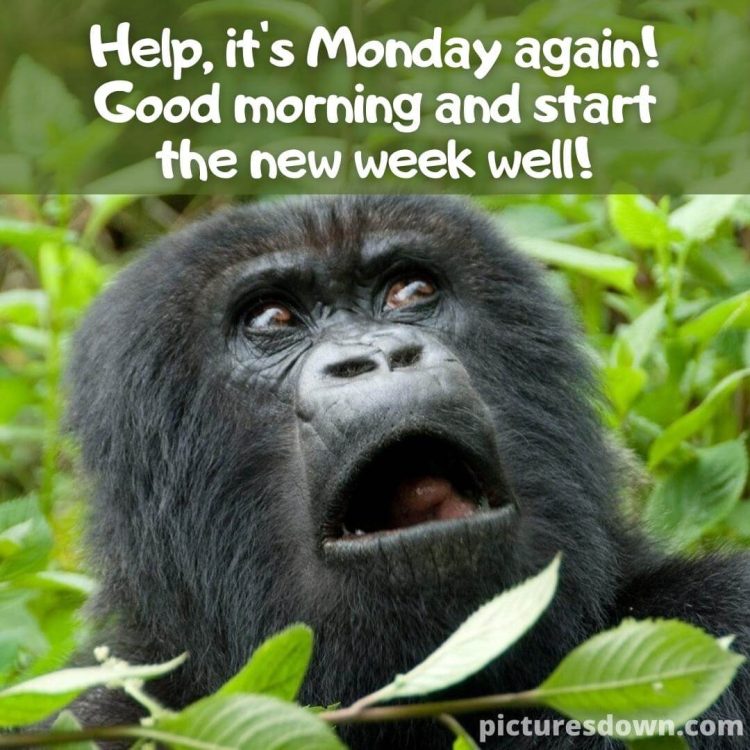 Good morning monday funny picture funny gorilla free download