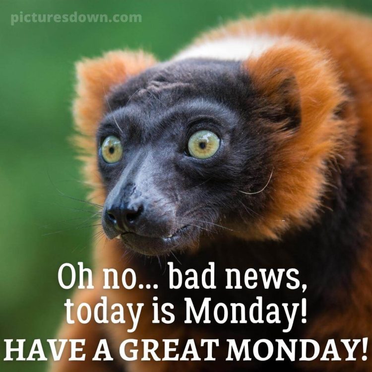 Good morning monday funny picture lemur free download