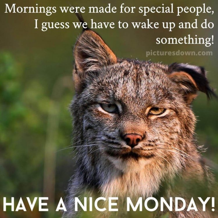 Good morning monday funny picture lynx free download