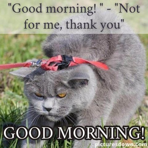 Good morning monday funny image cat free download