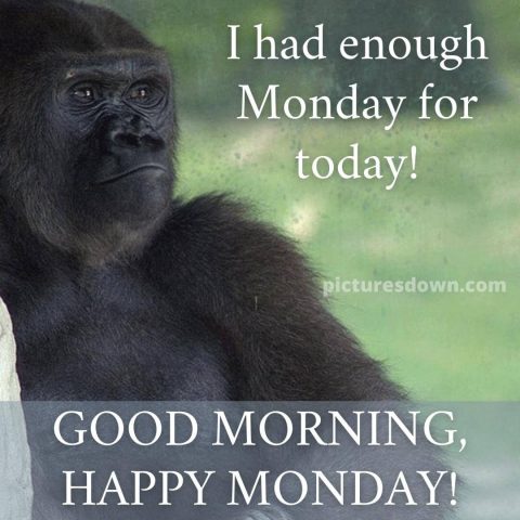 Good morning monday funny image gorilla free download