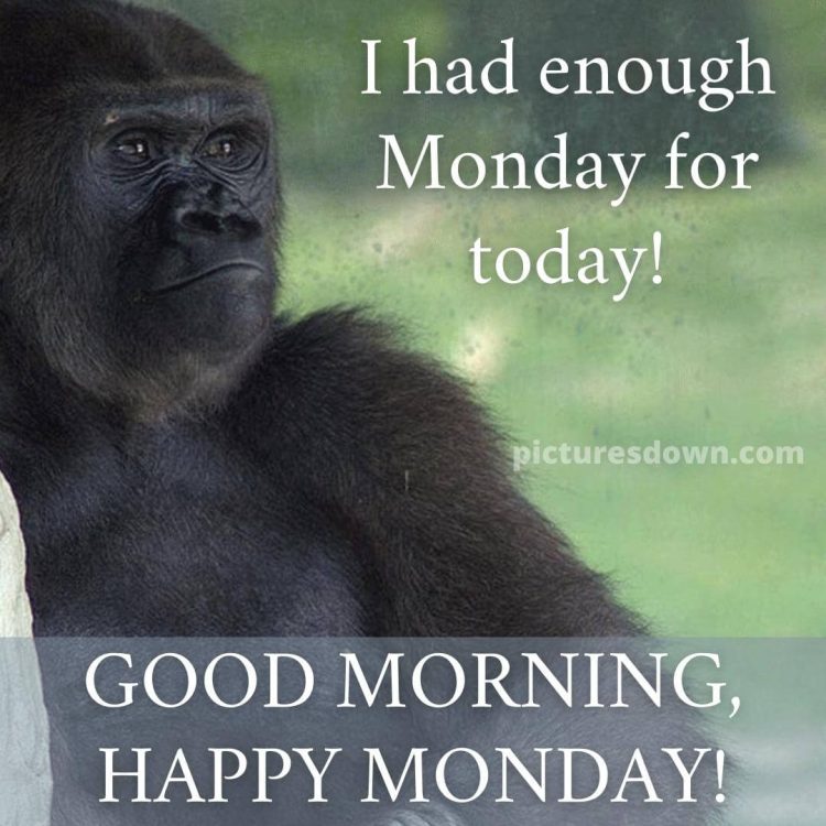 Good morning monday funny image gorilla free download