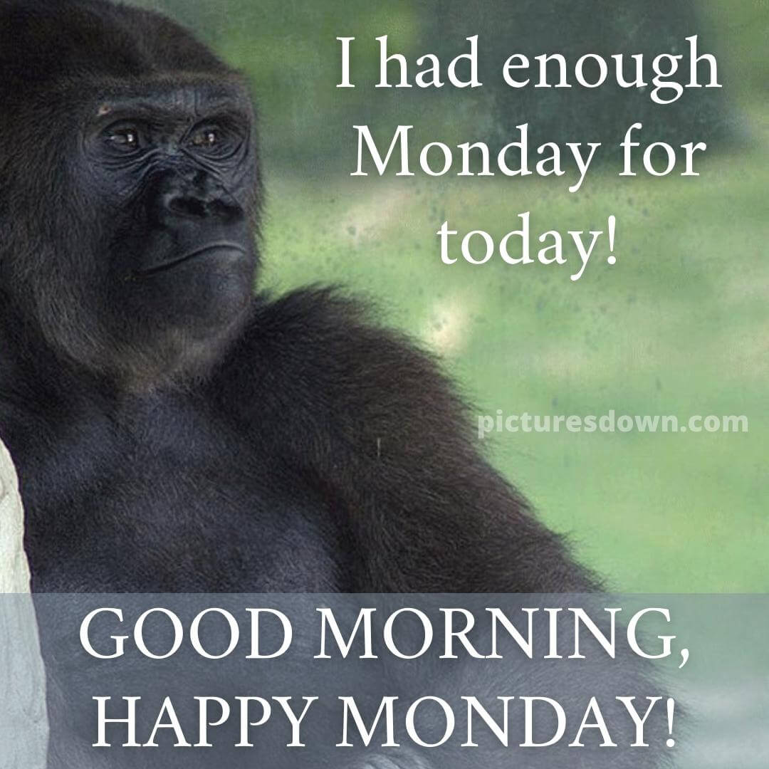 Good morning monday funny image gorilla - picturesdown.com