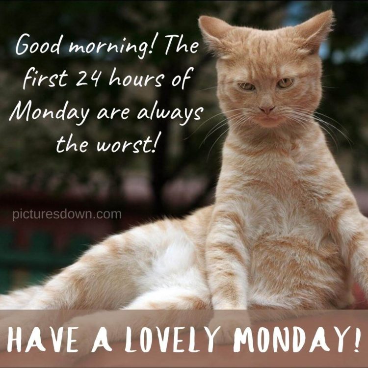Good morning monday funny image greyhound cat free download