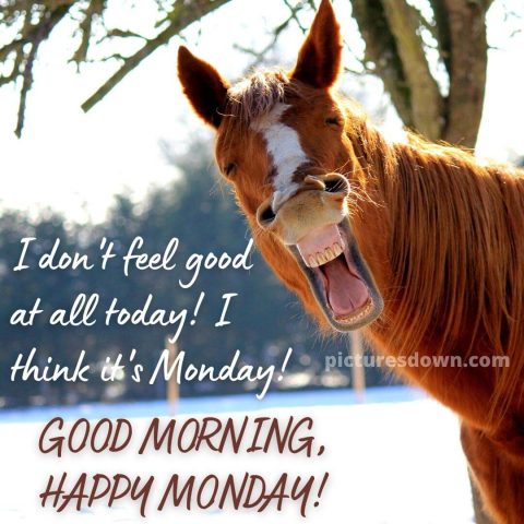 Good morning monday funny image horse free download