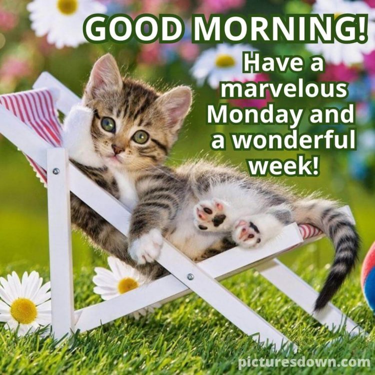 Good morning monday image Cute cat free download