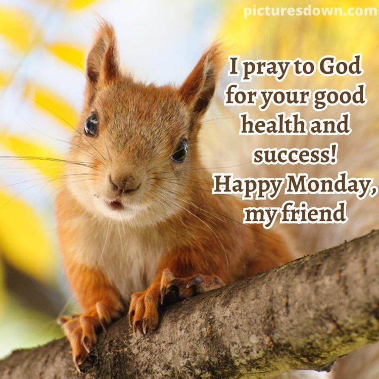 Monday morning image squirrel free download