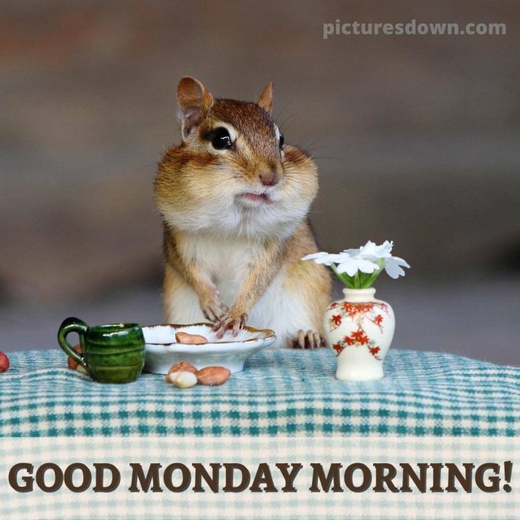 Good morning monday picture hamster free download