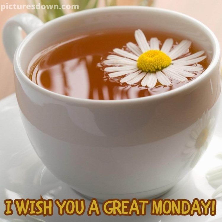 Monday morning picture chamomile tea free download