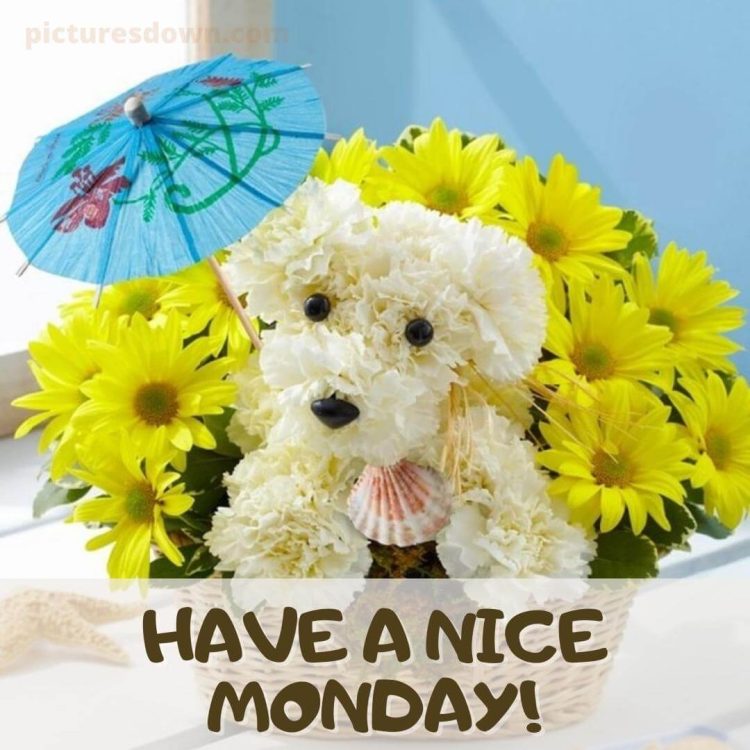 Monday morning picture flower dog free download