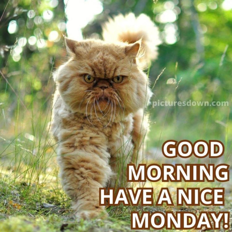 Good morning monday image cat free download