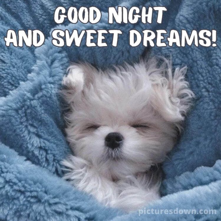 Good night tuesday image dog free download