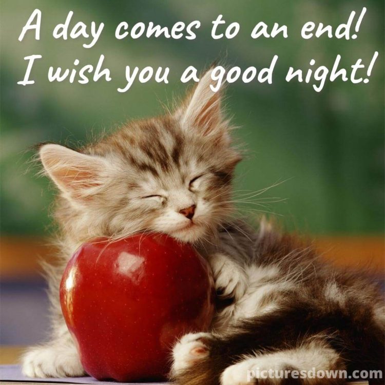 Good night tuesday image cat and apple free download