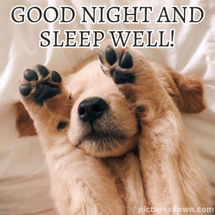 Good night tuesday image little dog free download