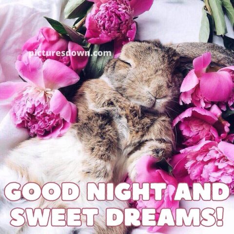 Good night tuesday image rabbit free download